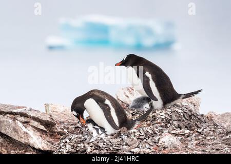 Gentoo-Pinguine (Pygoscelis papua) mit einem Elternteil, der ein Küken füttert. Es wird nicht erwartet, dass die Küken überleben, da sie zu spät in der Saison geboren werden. Spätsommer, Antarktis Stockfoto