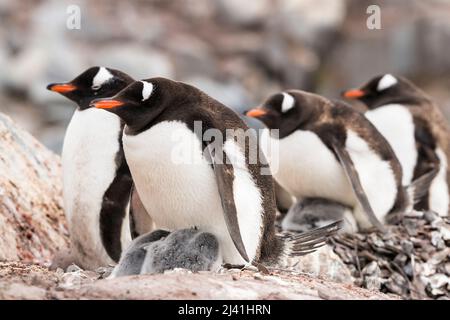 Gentoo-Pinguine (Pygoscelis papua) sitzen auf Küken in Steinnestern. Die Küken werden wahrscheinlich nicht überleben, da sie zu spät im Sommer geboren werden. Stockfoto