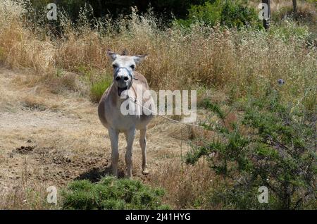 Hausesel auf einer Weide an einem sonnigen Tag (Rhodos, Griechenland) Stockfoto