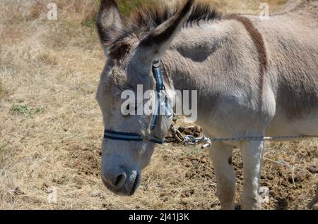 Trauriger Hausesel an der Leine aus der Nähe (Rhodos, Griechenland) Stockfoto