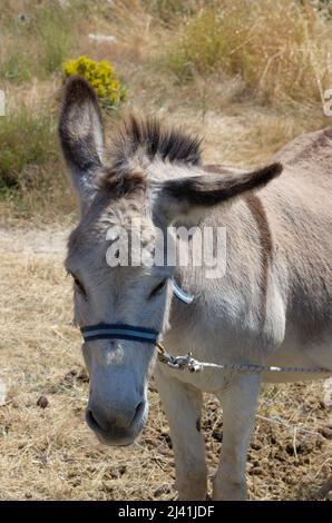 Heimischer Esel mit lustigen Ohren in verschiedenen Richtungen Nahaufnahme (Rhodos, Griechenland) Stockfoto