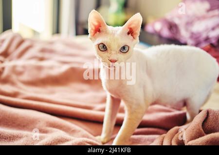 Sphynx Devon Rex aus der Nähe. Porträt eines Haustiers. Stockfoto