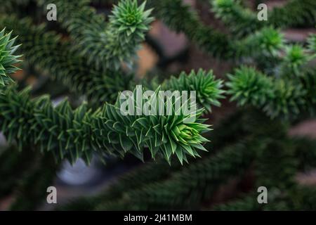 Araucaria araucana grüne Blätter auf Baum, Nahaufnahme, natürlicher Hintergrund. Stockfoto