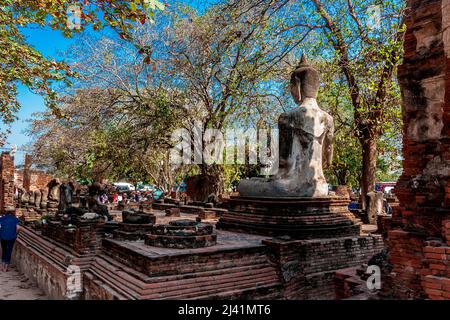 Buddha-Statue von hinten, während sie dem Buddha-Gesicht in einem Baum in der Nähe gegenübersteht. Stockfoto