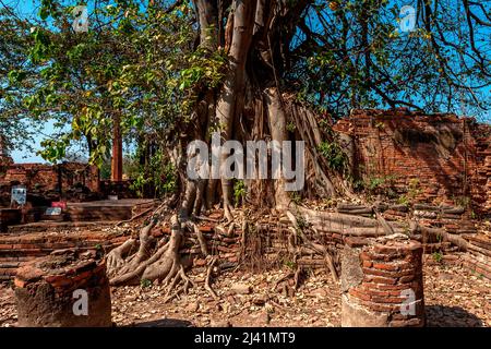 Blick von der Rückseite des Baumes mit dem Buddha-Gesicht in Thailand. Stockfoto