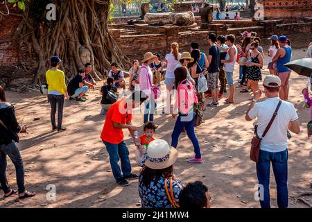 Eine Gruppe von Touristen fotografieren sich gegenseitig vor dem Buddha-Gesicht im banyan-Baum. Stockfoto