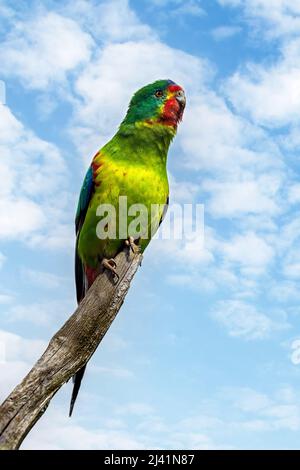 Schneller Papagei, Lathamus verfärbt, thront auf einem Ast vor einem Sommerhimmel Hintergrund. Endemisch in Tasmanien und Teilen Australiens Stockfoto