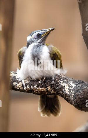 Das Küken einer blaugesichtigen Honigfresserin, Entomyzon cyanotis, thront auf einem Ast. Dieser Vogel ist allgemein als Bananabird bekannt und endemisch in Australien Stockfoto