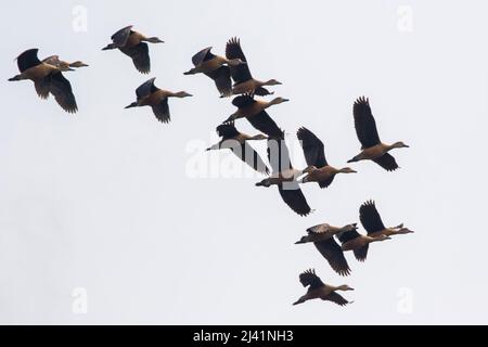 Bild einer scharen Pfeifente (Dendrocygna javanica), die am Himmel fliegt. Vogel. Tiere. Stockfoto