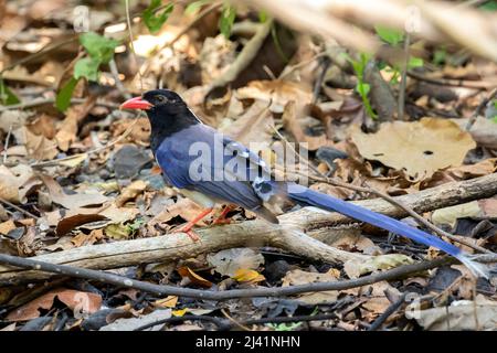 Bild von Red Billed Blue Elster Vogel auf einem Baum Zweig auf Naturhintergrund. Tiere. Stockfoto