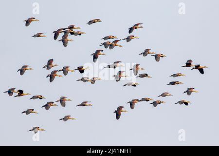 Bild einer scharen Pfeifente (Dendrocygna javanica), die am Himmel fliegt. Vogel. Tiere. Stockfoto