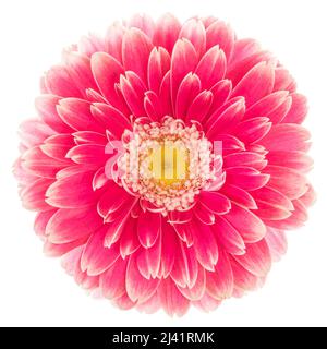 Wunderbare rote Gerbera (Daisy) isoliert auf weißem Hintergrund, einschließlich Beschneidungspfad. Deutschland Stockfoto