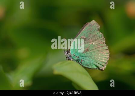 Grüner Hairstreak Schmetterling - Callophrys rubi, schöner grüner Schmetterling aus europäischen Wiesen und Weiden, Tschechische Republik. Stockfoto