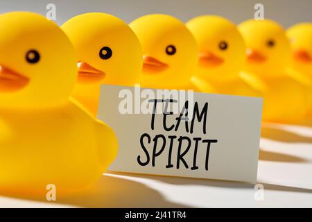 Teamarbeit, Zusammenarbeit oder Zusammenarbeit im Geschäftskonzept. Gummienten tragen in einer Reihe ein Schild mit dem Wort Teamgeist. Stockfoto