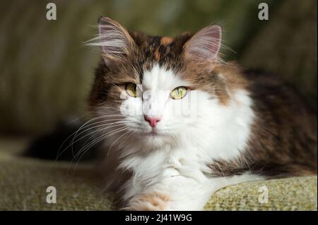 Flauschige, rote Katze, die im hellen Sonnenlicht ruht Stockfoto