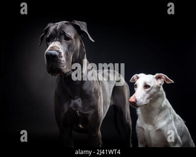 Porträt einer Dogge und eines weißen Hundes auf einem isolierten schwarzen Hintergrund. Gedreht im Studio in einer dunklen Tonart. Stockfoto