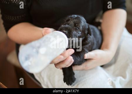 Tierbesitzer füttert kleinen Hund aus der Babyflasche. Frau mit dem Welpen des schwarzen Riesenschnauzers. Stockfoto