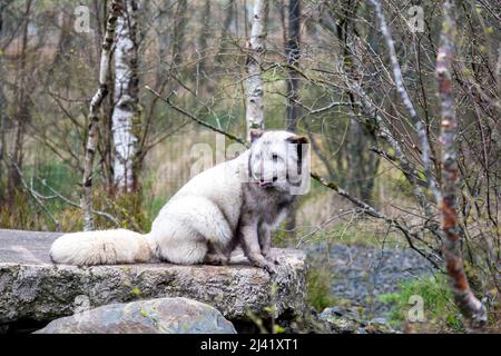 Weißer arktischer Fuchs, der in der Wildnis ruht. Stockfoto