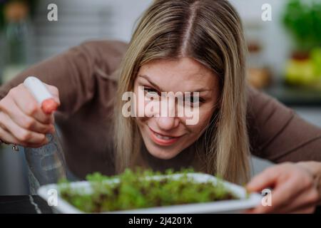 Frau sprüht Pflanzen, die aus Samen im Mini-Gewächshaus zu Hause wachsen. Stockfoto