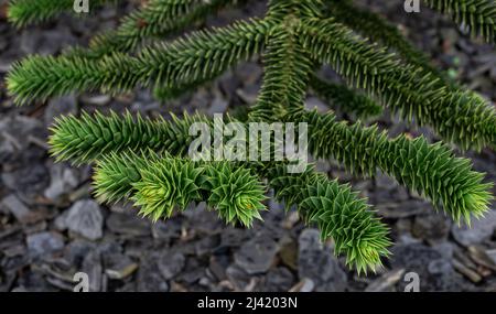 Araucaria araucana grüne Blätter auf Baum, Nahaufnahme, natürlicher Hintergrund. Stockfoto