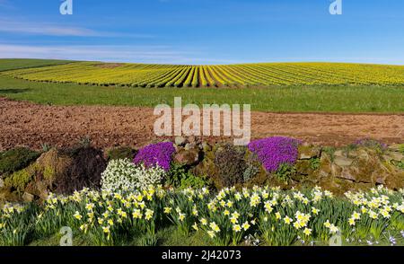 KINNEFF STONEHAVEN SCHOTTLAND ACKERLAND EIN BLAUER HIMMEL LILA AUBRIETA UND REIHEN VON NARZISSEN IM FRÜHEN FRÜHJAHR Stockfoto