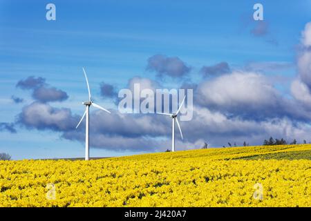 KINNEFF STONEHAVEN SCOTLAND FARMLAND BLUE SKY FIELD OF NARZISSEN UND ZWEI WINDTURBINEN IM FRÜHJAHR Stockfoto