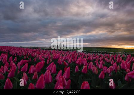 Dramatischer Sonnenaufgangshimmel über dem Feld der leuchtend blühenden rosa roten Frühlingszwiespeln Stockfoto