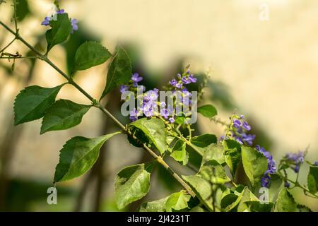 Der goldene Tautropfen ist die einzige Art, die weltweit angebaut wird und in den Tropen immergrün ist. Blüten in weiß, blau oder lila Appea Stockfoto