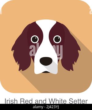 Irish Setter von roten und weißen Terrier Hund Gesicht Porträt, Vektor-illustration Stock Vektor