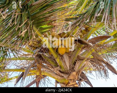 Kokosnussbaum mit gelben Kokosnüssen an einem sonnigen Tag in der Karibik Stockfoto