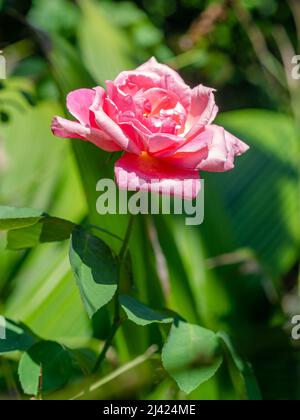 Ein offener rosa Rosenbusch mit grünen Blättern im Hintergrund. Stockfoto