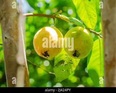 Reife Guava im Busch mit grünen Blättern dahinter Stockfoto