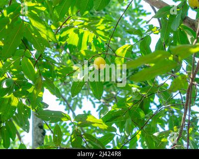 Reife Guava im Busch mit grünen Blättern dahinter Stockfoto