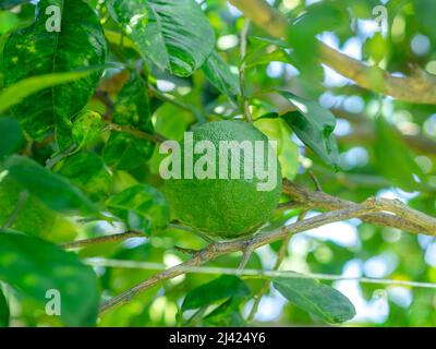 Grüne saure Orange, die auf dem Orangenhain mit grünen Blättern hängt Stockfoto