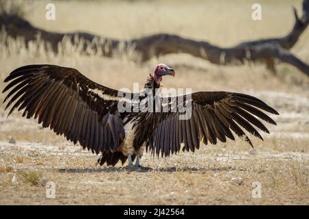 Lappenseier, Leopardengeier (Torgos tracheliotos) breiteten Flügel aus. Kalahari, Kgalagadi-Nationalpark, Südafrika Stockfoto