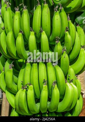 Bund grüner Bananen aus dem Norden der Dominikanischen Republik Stockfoto