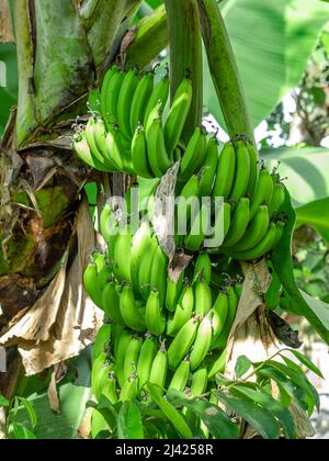 Bund grüner Bananen aus dem Norden der Dominikanischen Republik Stockfoto