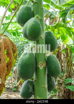 Er ist eine Nahaufnahme einer Papaw-Pflanze mit Früchten. Papaya, lechoza oder mamey sind in Nordamerika, Mittelamerika und der Karibik beheimatet. Stockfoto