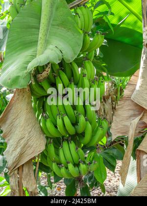 Bund grüner Bananen aus dem Norden der Dominikanischen Republik Stockfoto