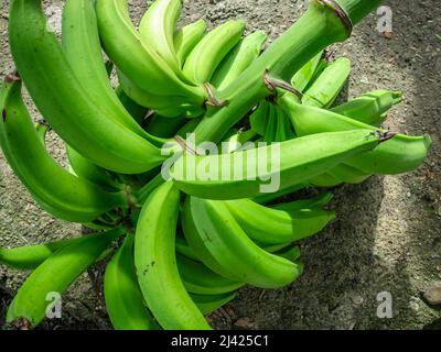 Bund grüner Bananen aus dem Norden der Dominikanischen Republik Stockfoto