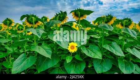 Individualität Symbol und eigenständiges Denkerkonzept und neues Führungskonzept oder Individualität als Gruppe von Sonnenblumen auf einem Feld mit einem Stockfoto