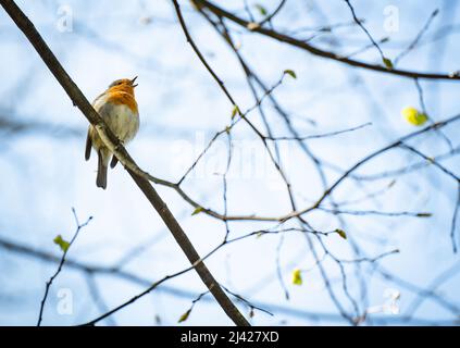 Offenbach, Deutschland. 11. April 2022. Ein Rotkehlchen sitzt im Schlosspark im Rumpenheimer Bezirk in der Sonne auf einem Ast und singt ein Lied. Kredit: Frank Rumpenhorst/dpa/Alamy Live Nachrichten Stockfoto