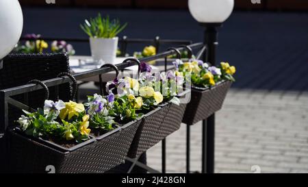 Nahaufnahme farbige Stiefmütterchen Blumen Blumentöpfe Sommer Terrasse Café.Dekorative Blumentöpfe mit Frühlingsblumen von Viola cornuta.Stiefmütterchen Blumentöpfe hängen an Stockfoto