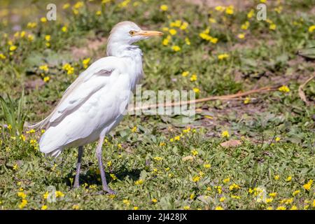 Ein Kuhreiher (Bubulcus ibis), eine kosmopolitische Reiherart (Familie Ardeidae), die in den Tropen, Subtropen und warm-gemäßigten Zonen gefunden wird Stockfoto