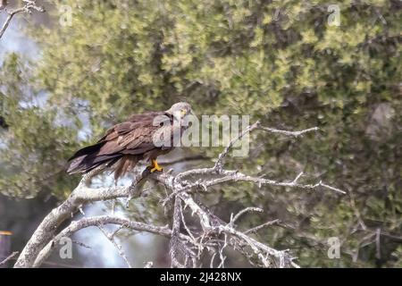 Ein schwarzer Drachen (Milvus migrans), der in einem Ast thront Stockfoto