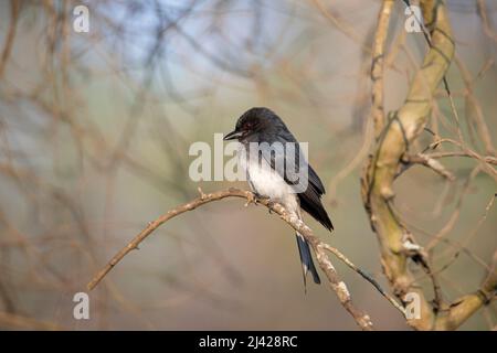 Weißbauchiger Drongo-Vogel, der auf einem Zweig thront Stockfoto