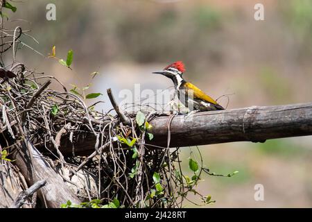 Schwarzer Flameback-Specht auf einem toten Baumstamm Stockfoto