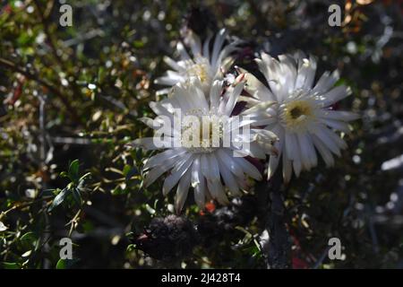 Wüstenblumen von Arizona in Blüte Stockfoto
