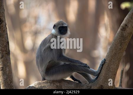 Grauer Langur oder Hanuman-Langur oder Hanuman-Affe, die in einem Baum sitzen Stockfoto