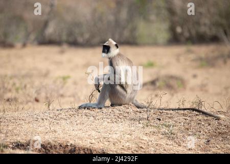 Grauer Langur oder Hanuman-Langur oder Hanuman-Affe, die auf dem Boden sitzen Stockfoto